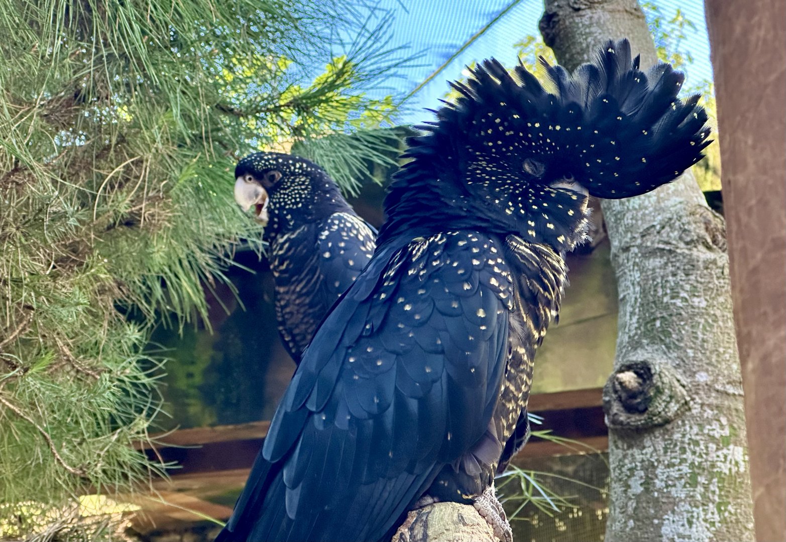 Red-tailed black cockatoo (Calyptorhynchus banksii)