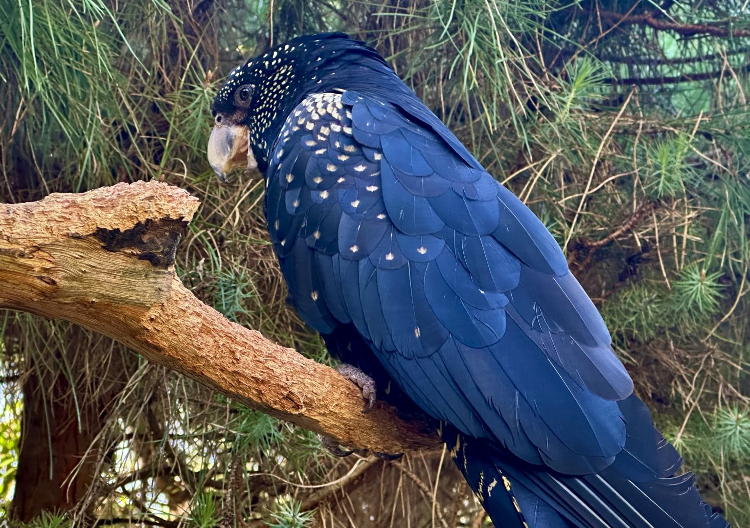 Red-tailed black cockatoo (Calyptorhynchus banksii)