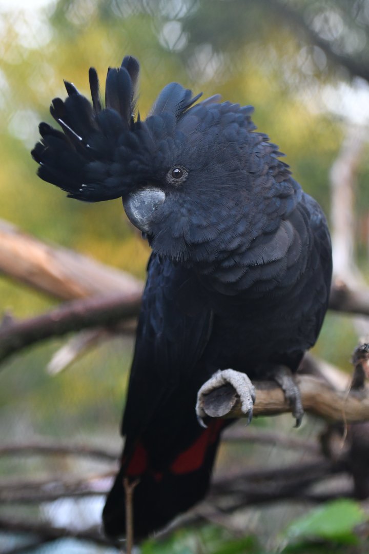 Red-tailed black-cockatoo Calyptorhynchus banksii
