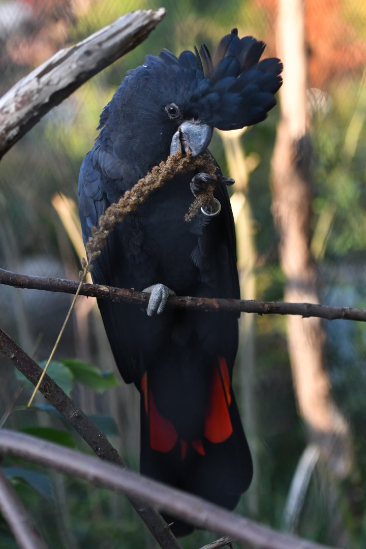 Red-tailed black-cockatoo Calyptorhynchus banksii