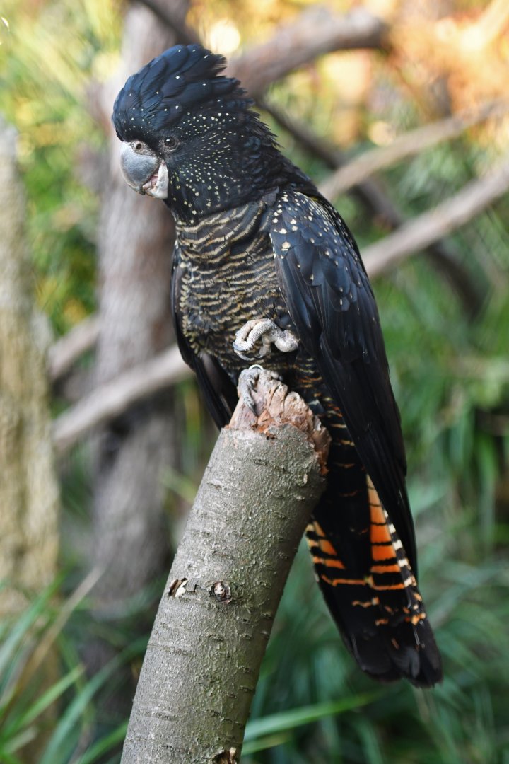 Red-tailed black-cockatoo Calyptorhynchus banksii