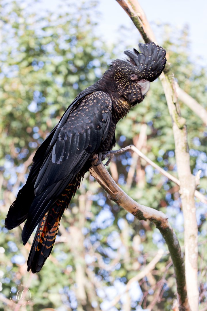 Red-tailed Black Cockatoo  / Copenhagen Zoo / 30-9-24