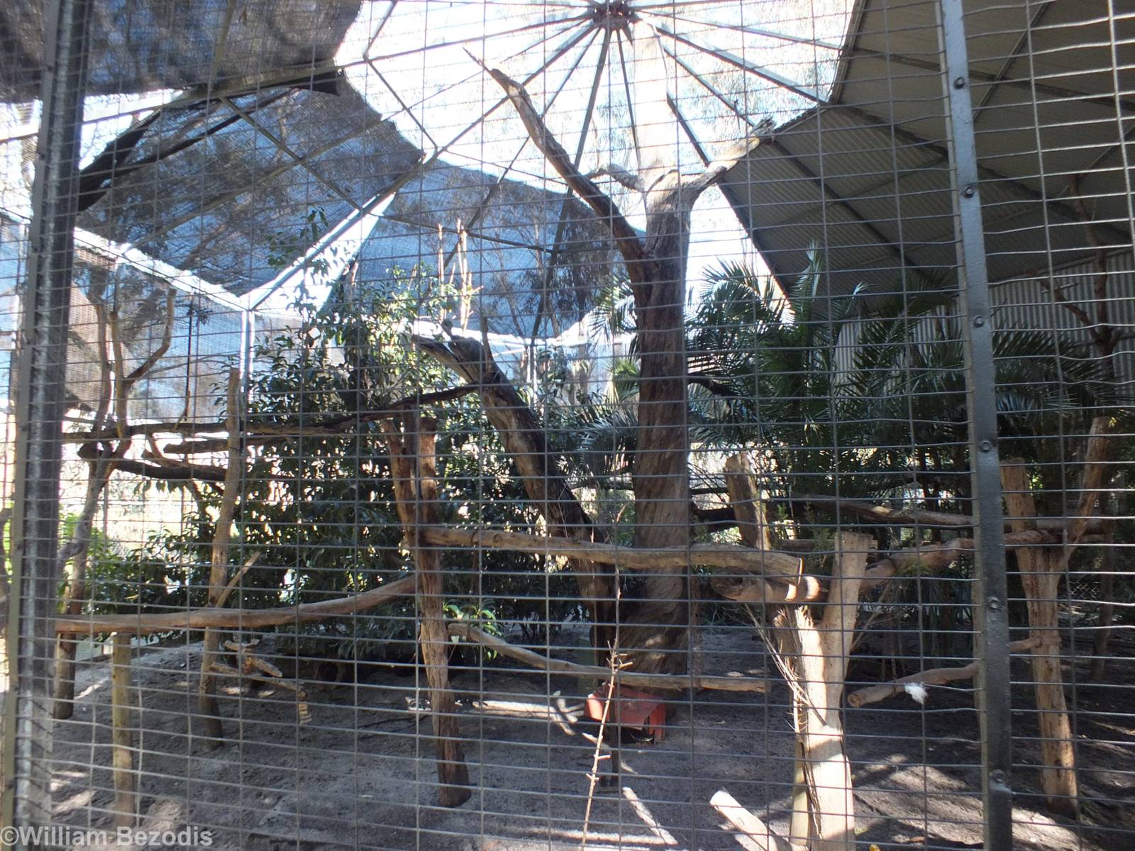 Red-tailed Black-cockatoo, Eclectus Parrot, and Rufous Bettong Enclosure