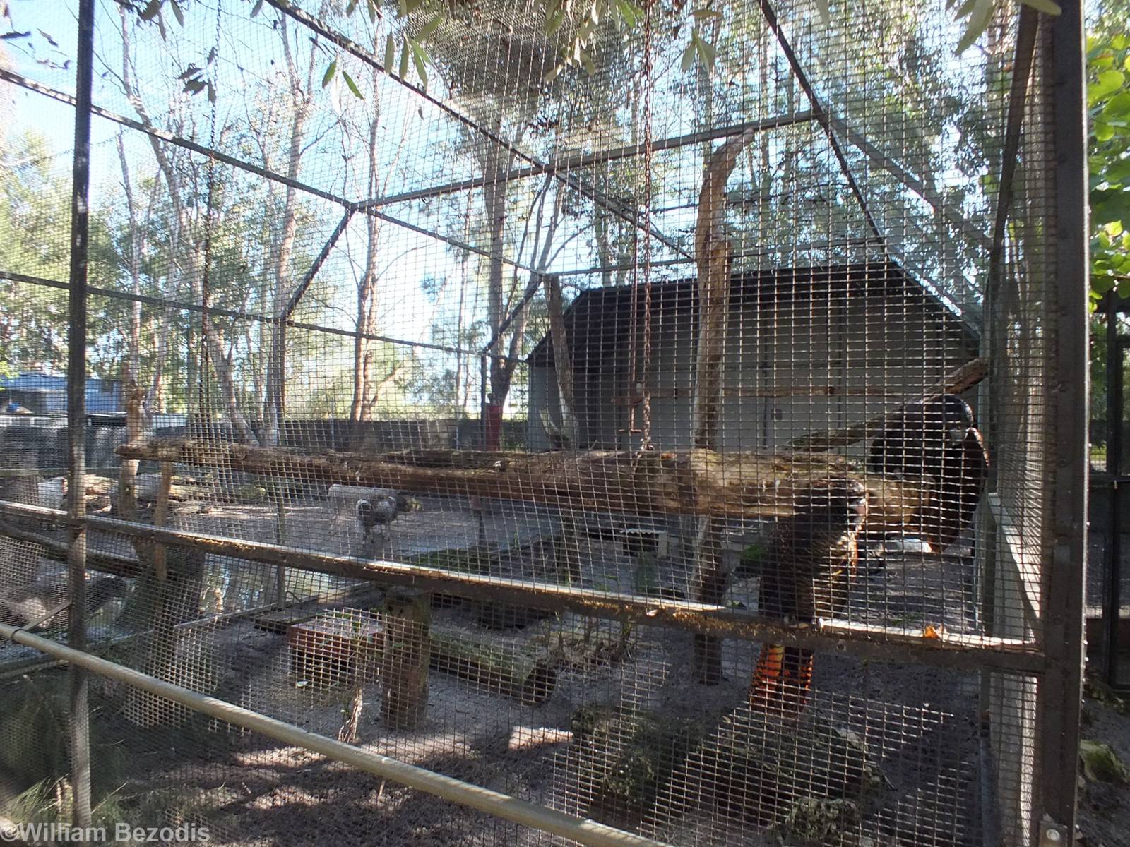 Red-tailed Black-cockatoo Enclosure