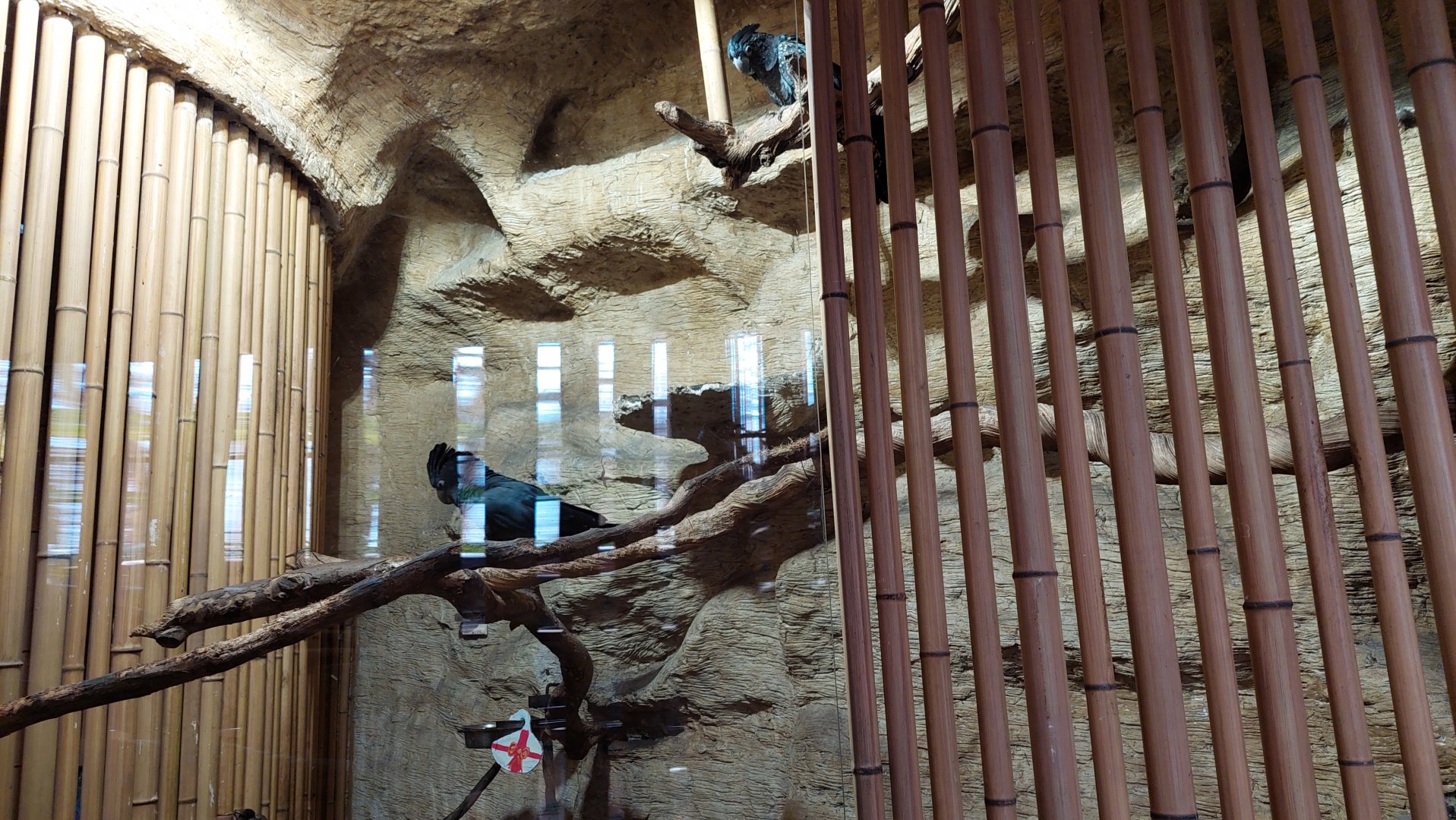 Red-tailed black cockatoo exhibit