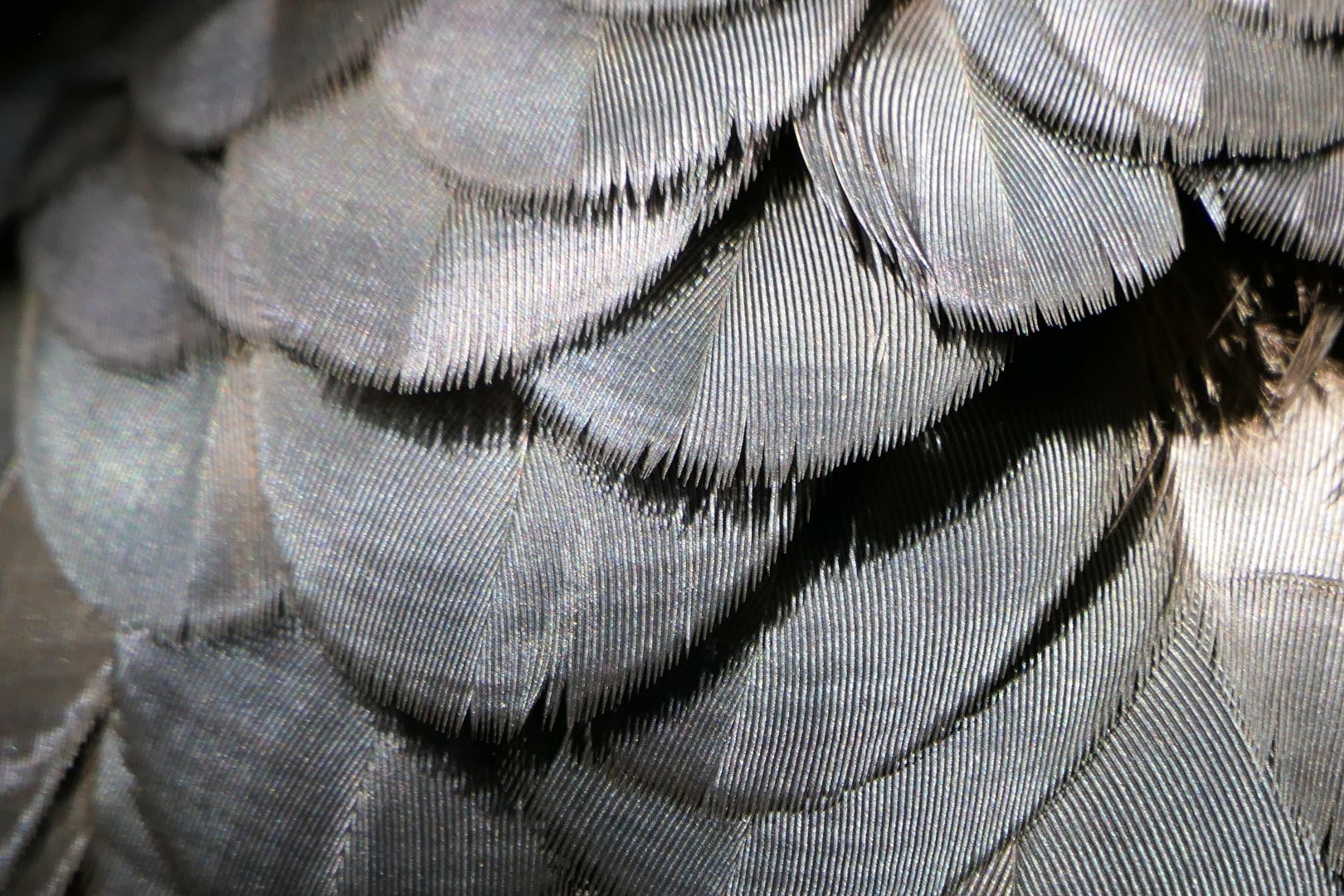 Red-tailed Black-Cockatoo - feather detail