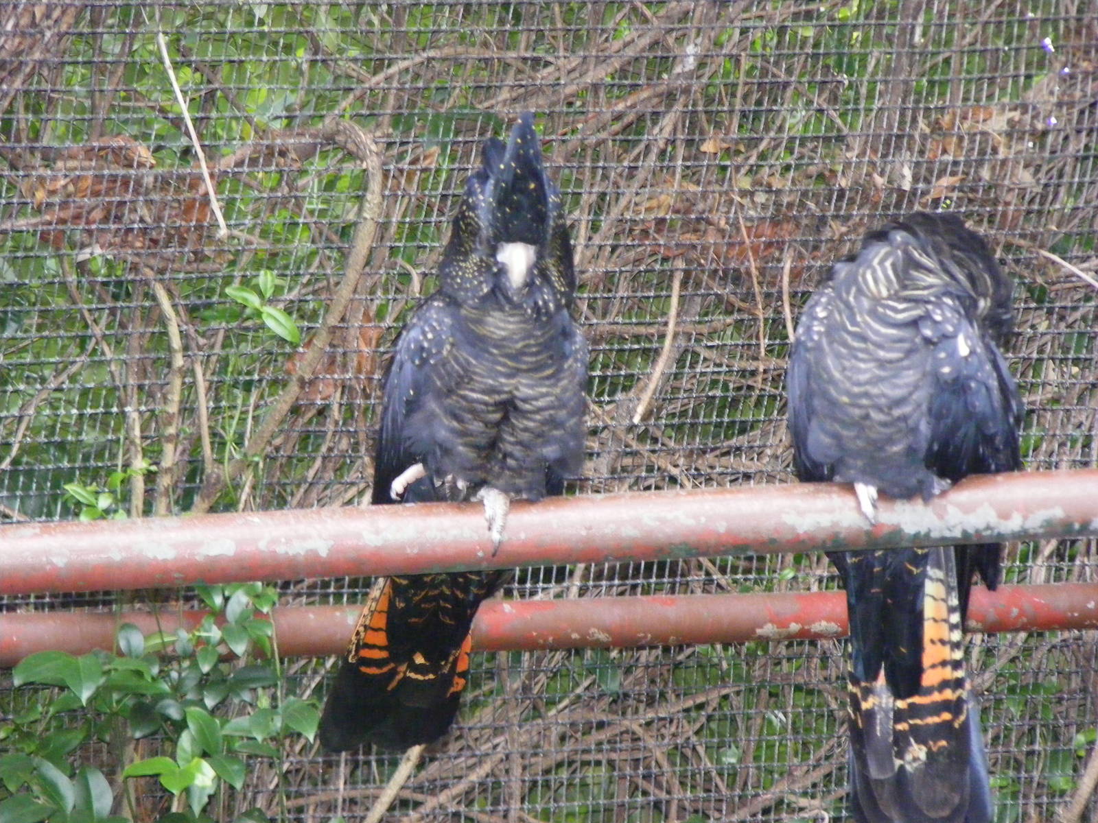 Red-tailed Black Cockatoo, GFA - January, 2010
