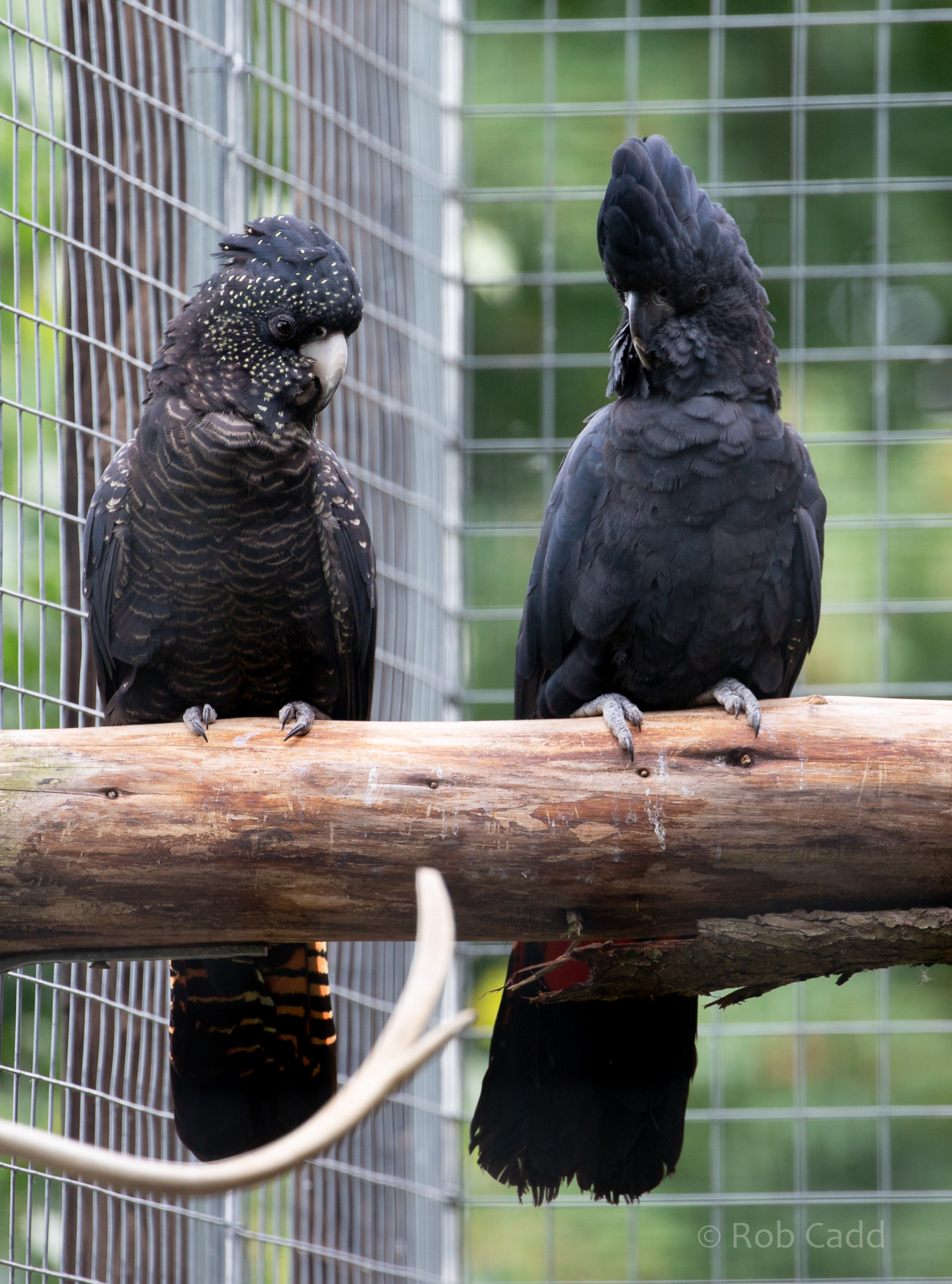 Red-tailed black-cockatoo : Hamerton : 15 Jun 2018