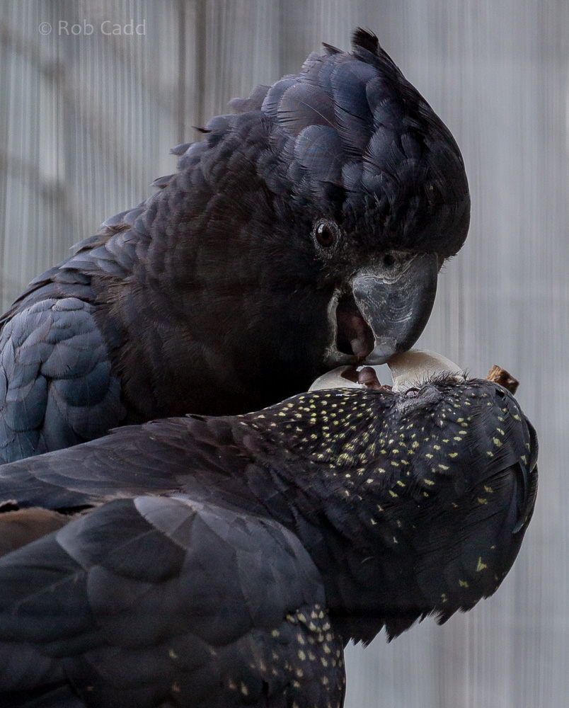 Red-tailed black-cockatoo : Hamerton : 31 May 2019