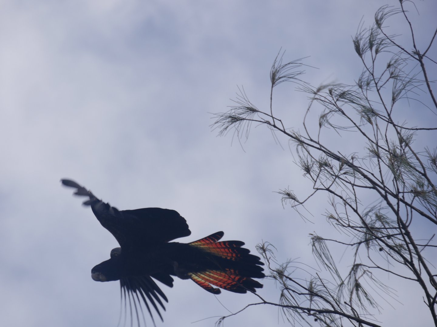 Red Tailed Black Cockatoo in Flight