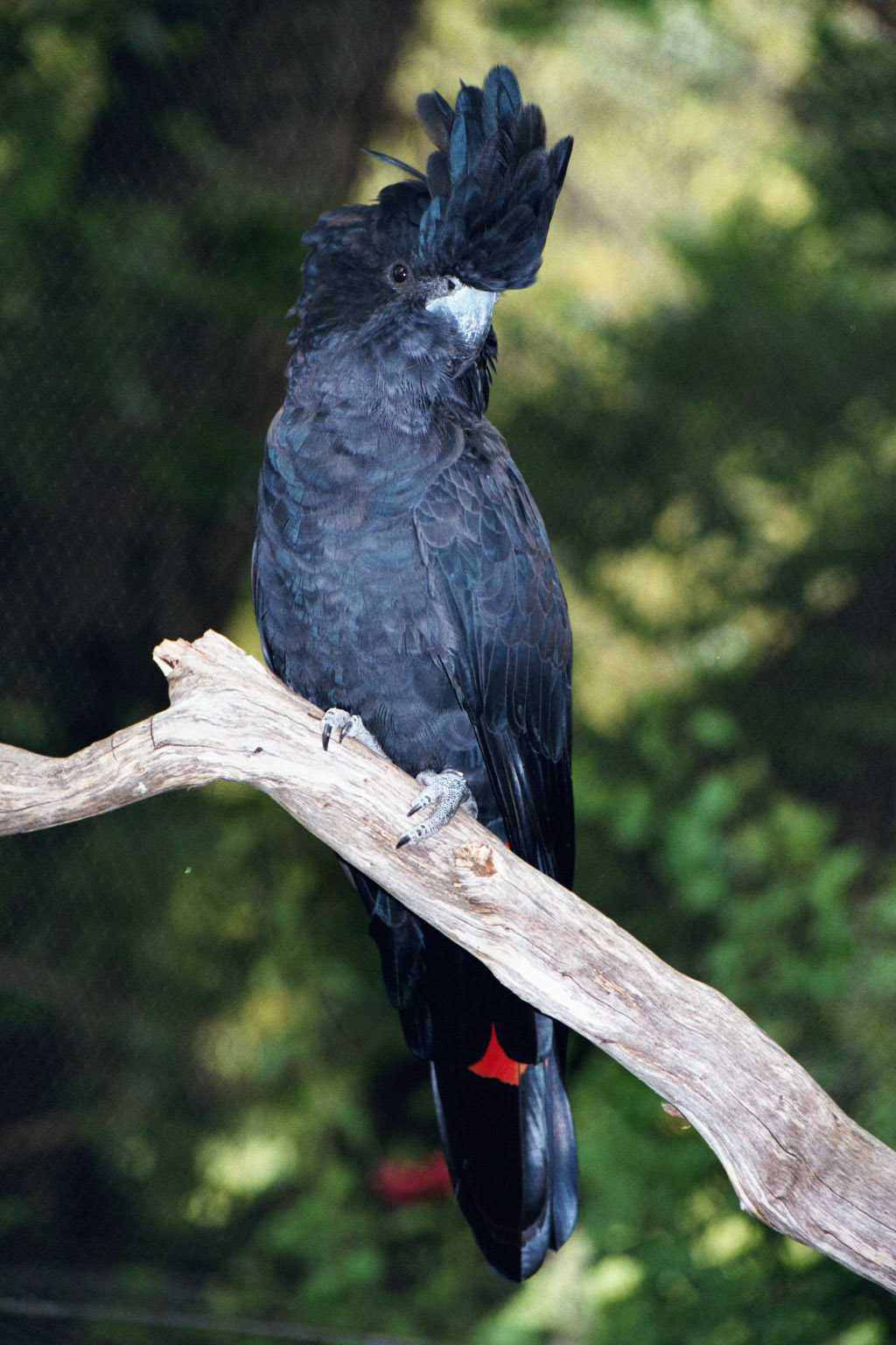 Red Tailed Black Cockatoo - Jan 2003
