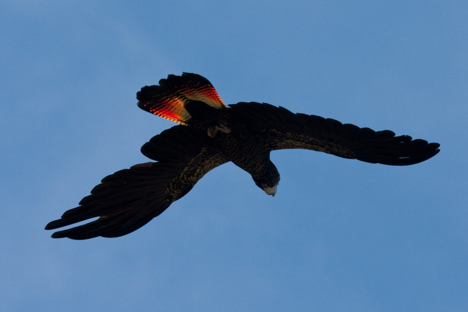 Red-tailed Black Cockatoo - Jan 2009