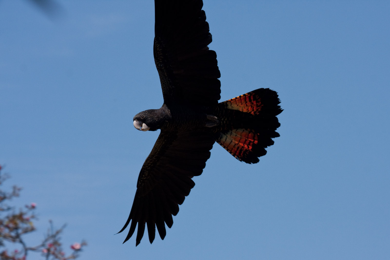Red-tailed Black Cockatoo - Jan 2009