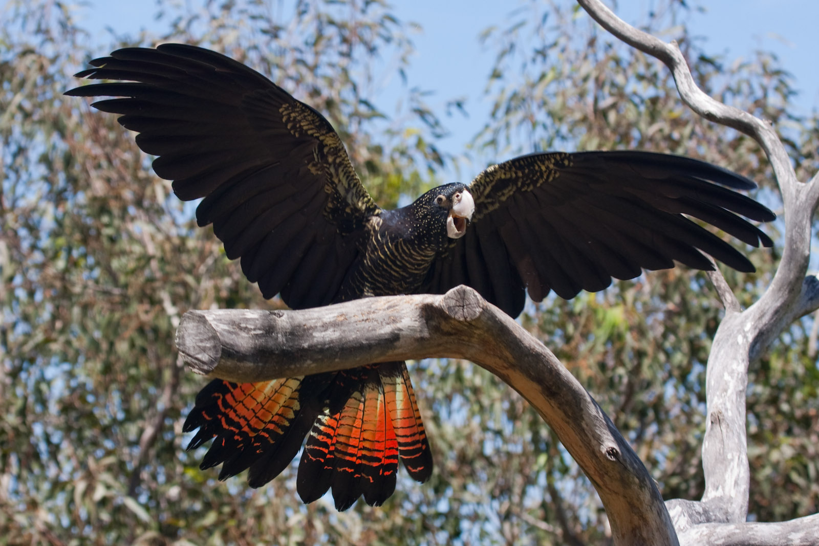 Red-tailed Black Cockatoo - Jan 2009