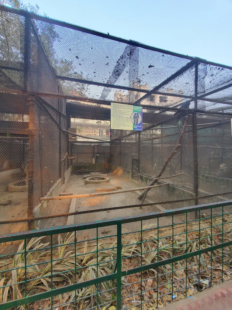 Red-Tailed Black Cockatoo - January 2023