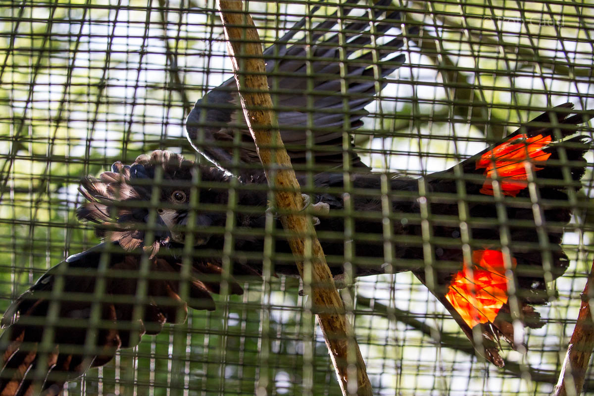 Red-tailed black cockatoo : Linton : 19 Sep 2015