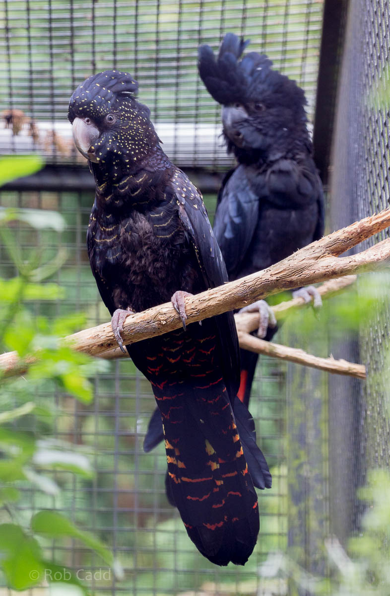 Red-tailed black cockatoo : Linton : 19 Sep 2015