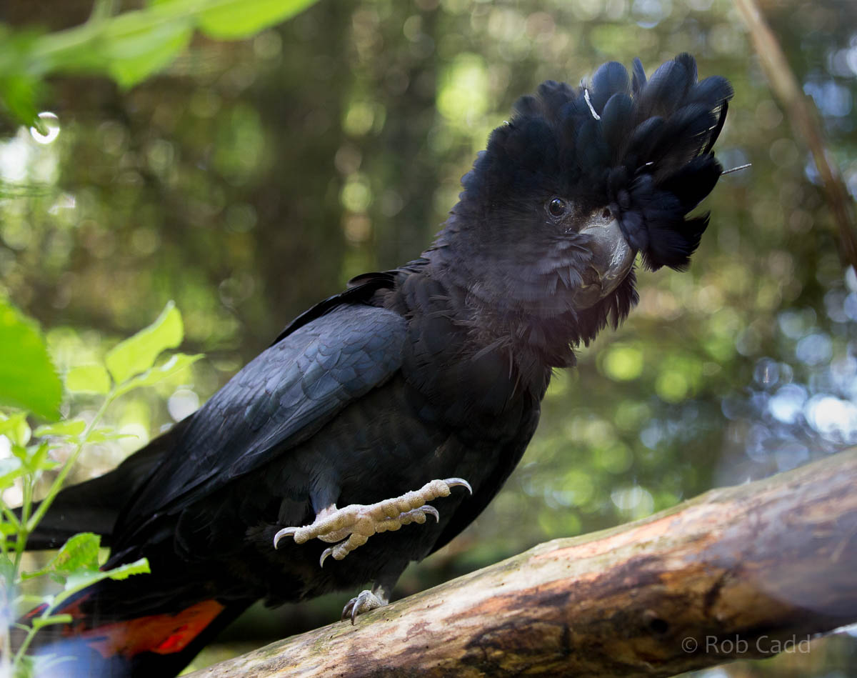 Red-tailed black cockatoo : Linton : 19 Sep 2015