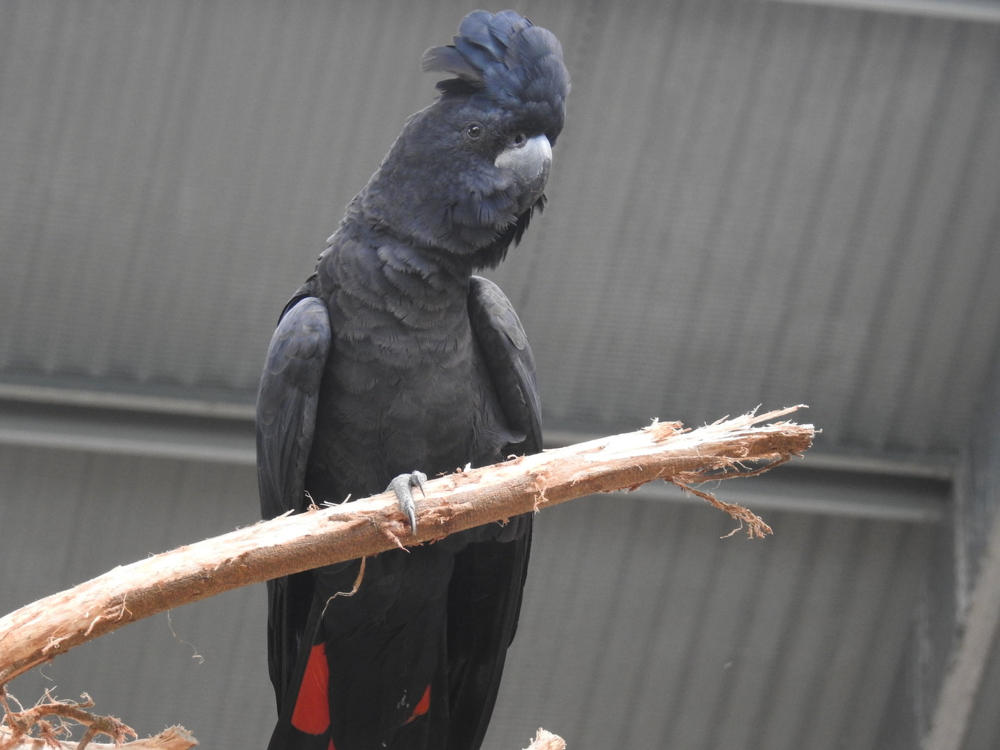 Red-Tailed Black-Cockatoo (male)