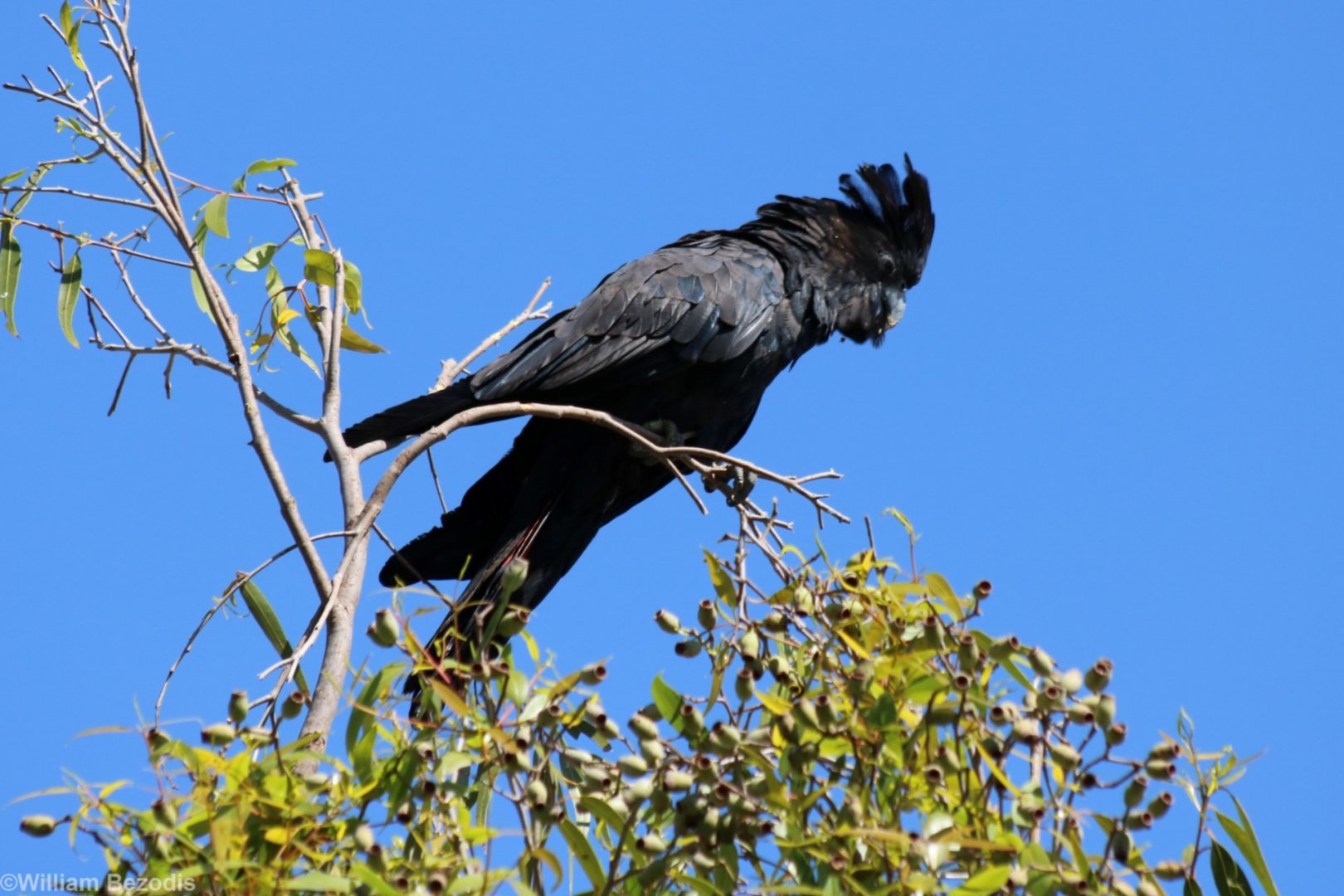 Red-tailed Black-cockatoo - Pine Creek