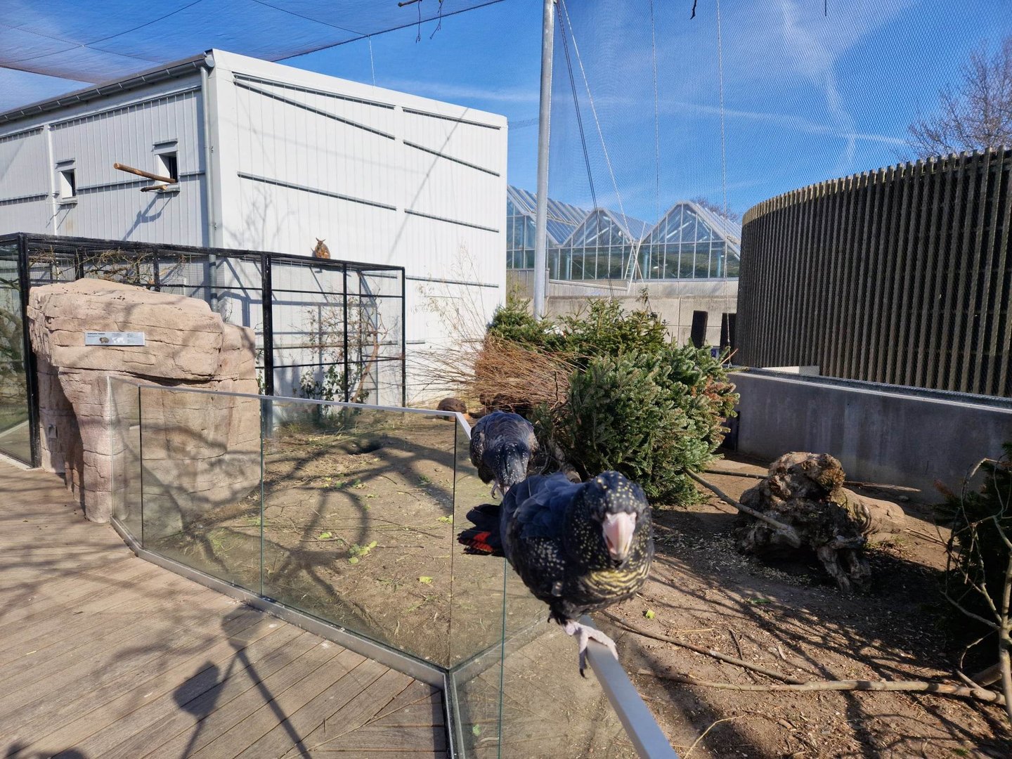 Red-tailed black cockatoo walking over the Comman Wombat exhibit