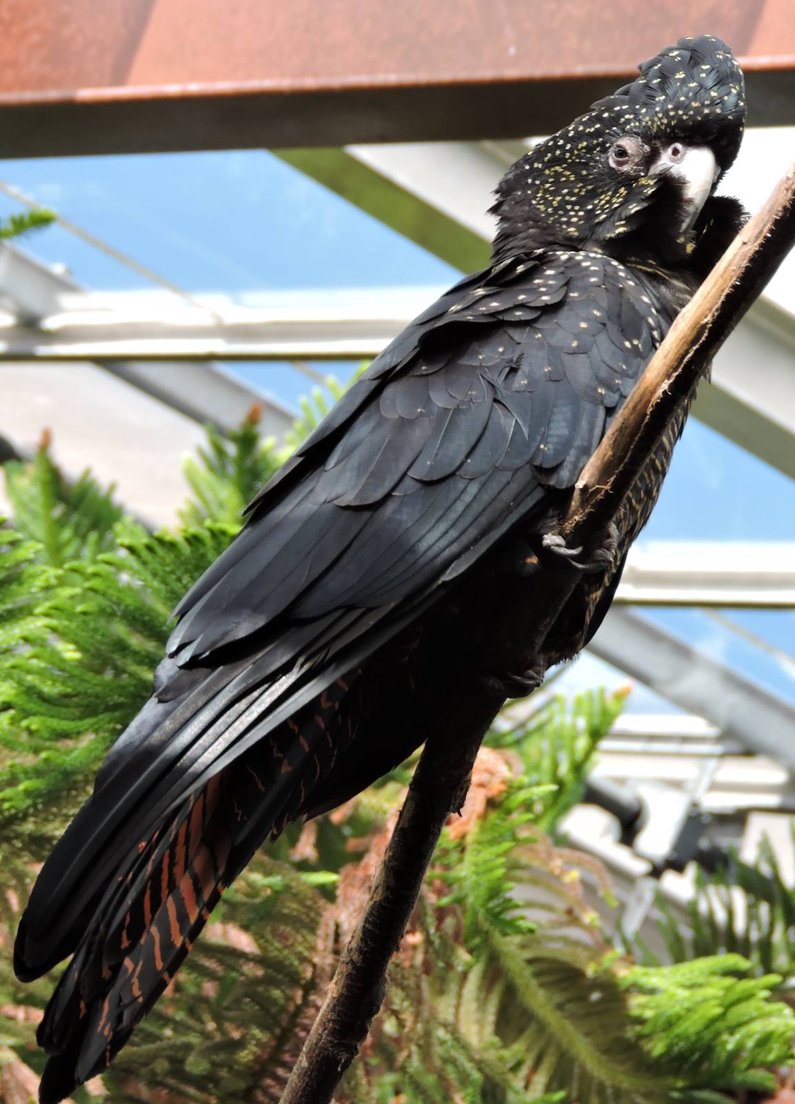 Red tailed Black Cockatoo - Walnut