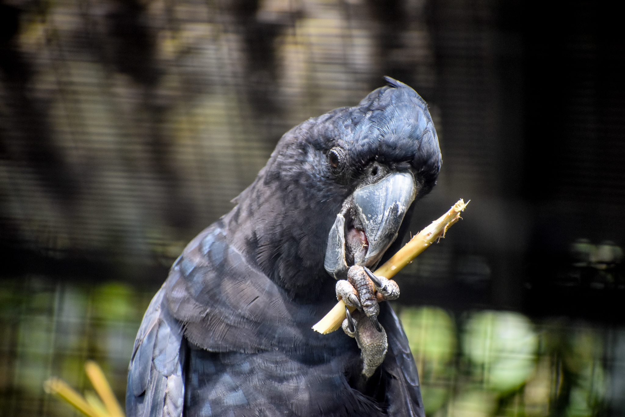 Red-tailed Black Cockatoo with stick