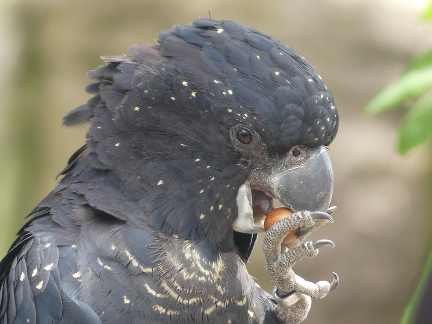 Red Tailed Black Cockatoo - Zoo København - 26.05.25