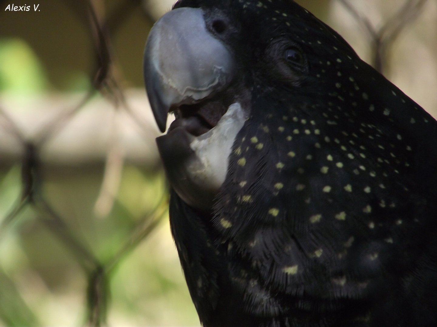 Red-tailed Black Cockatoo - Zooparc de Beauval - 08/2022