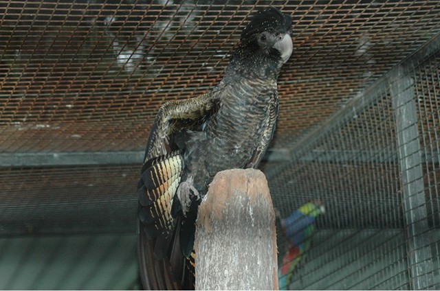 Red-tailed Black-Cockatoo