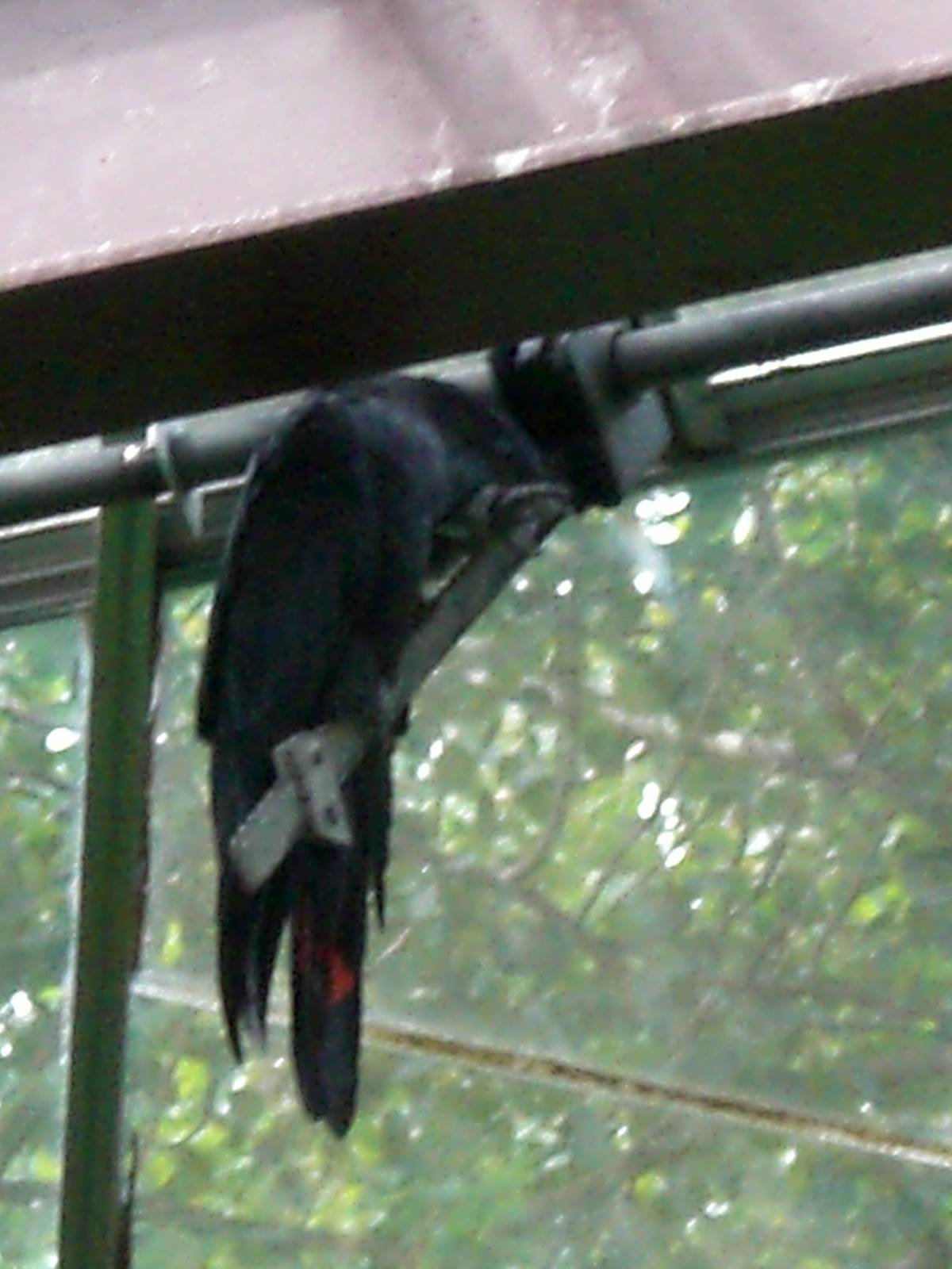 Red-tailed black cockatoo