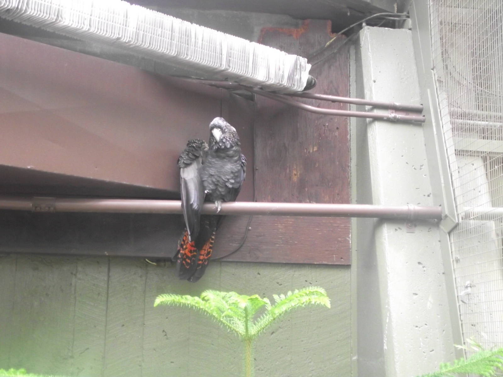 Red Tailed Black Cockatoo