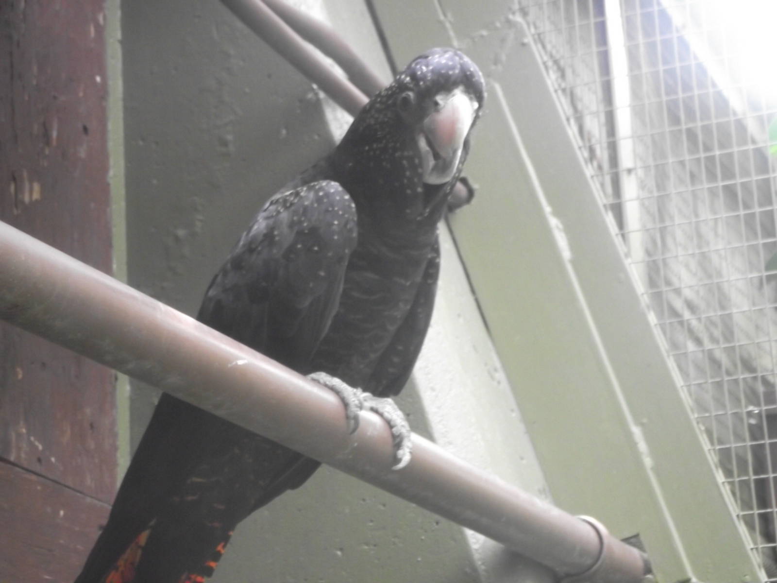 Red Tailed Black Cockatoo