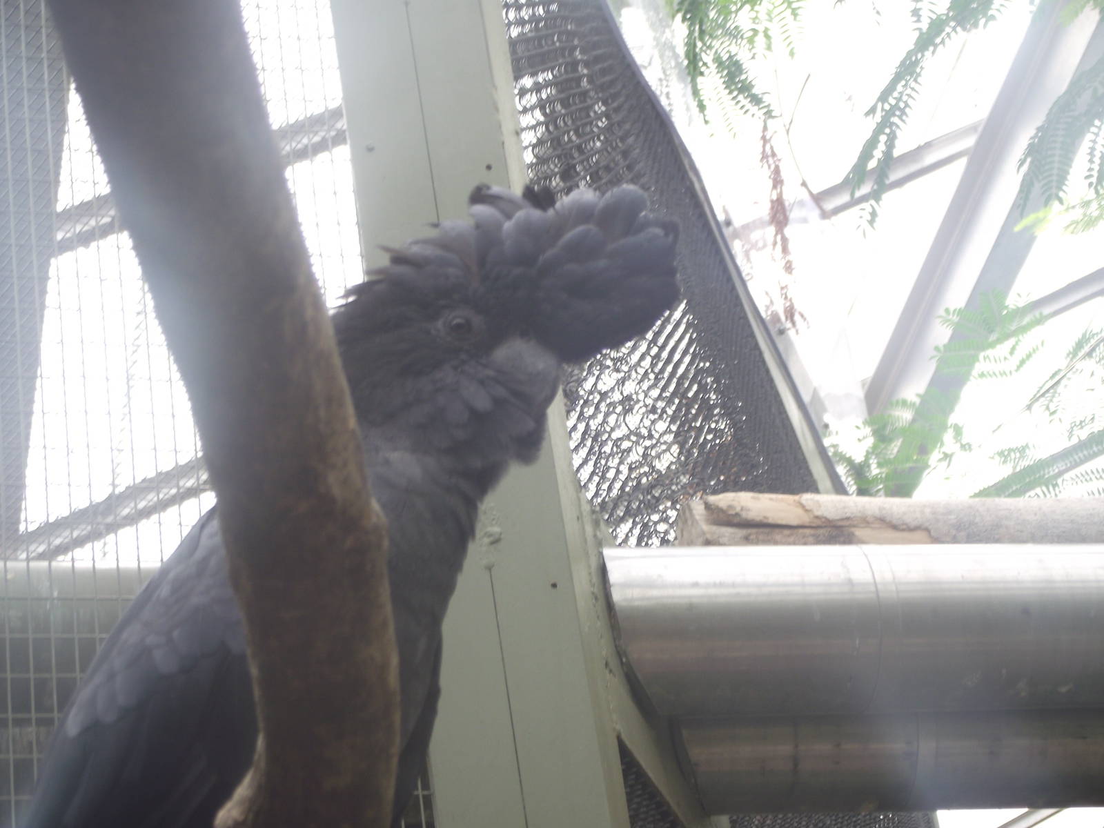 Red Tailed Black Cockatoo