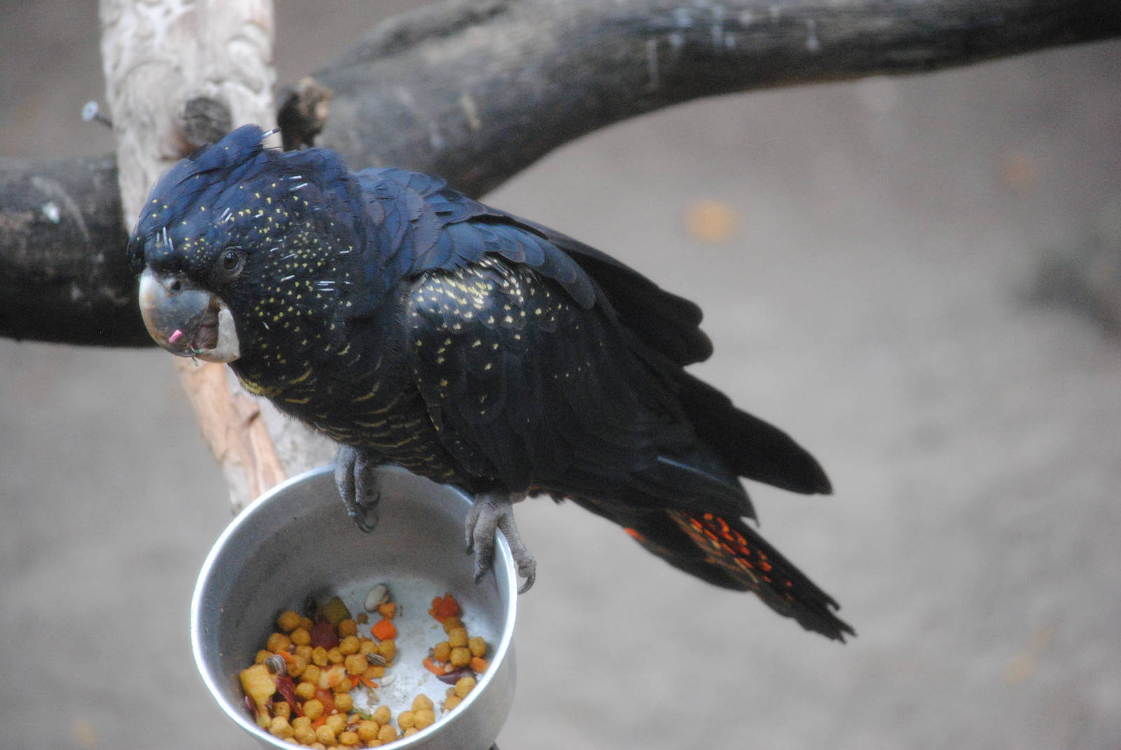 Red-tailed Black Cockatoo