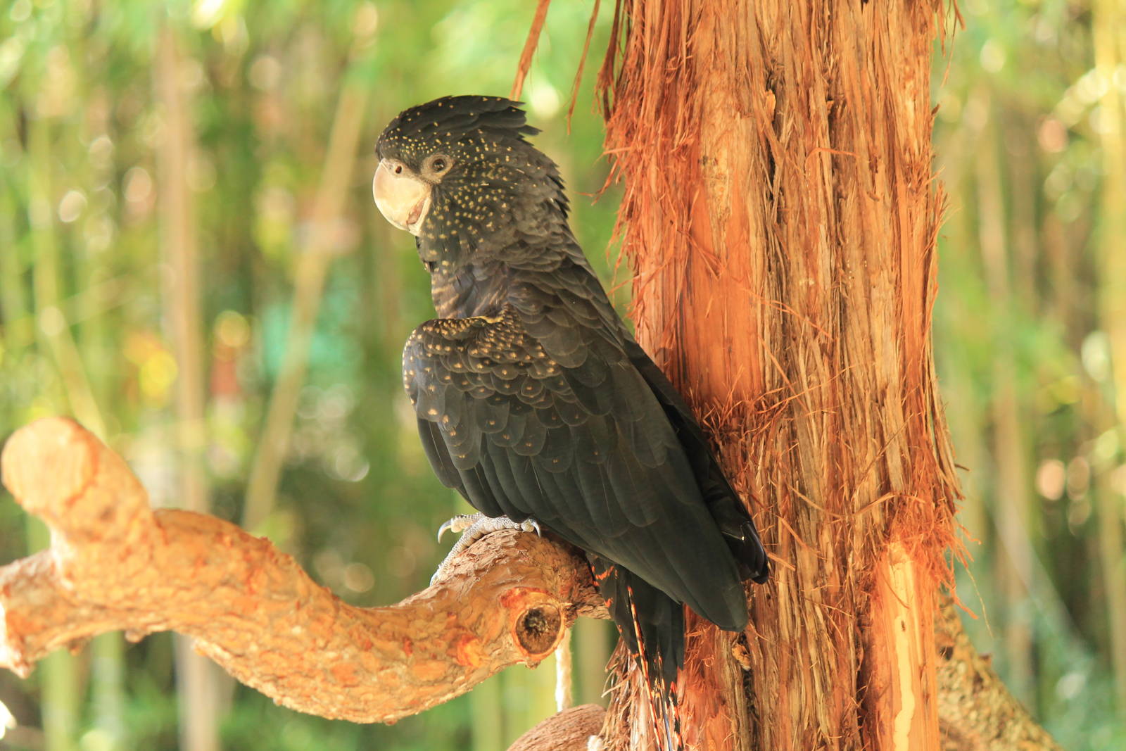 Red-Tailed Black Cockatoo