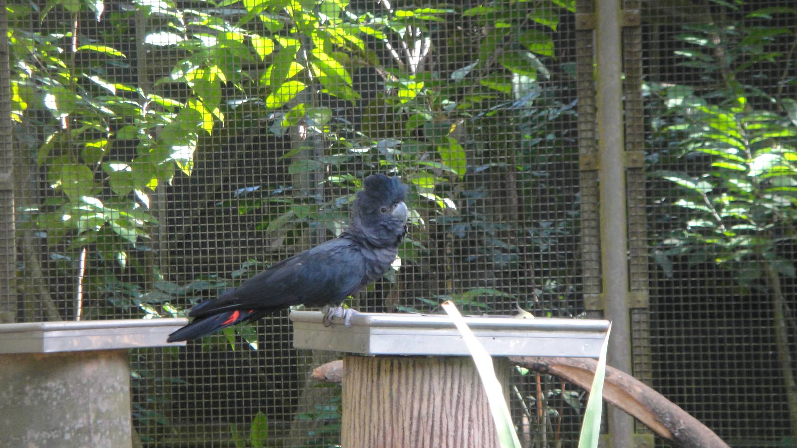 Red Tailed Black Cockatoo