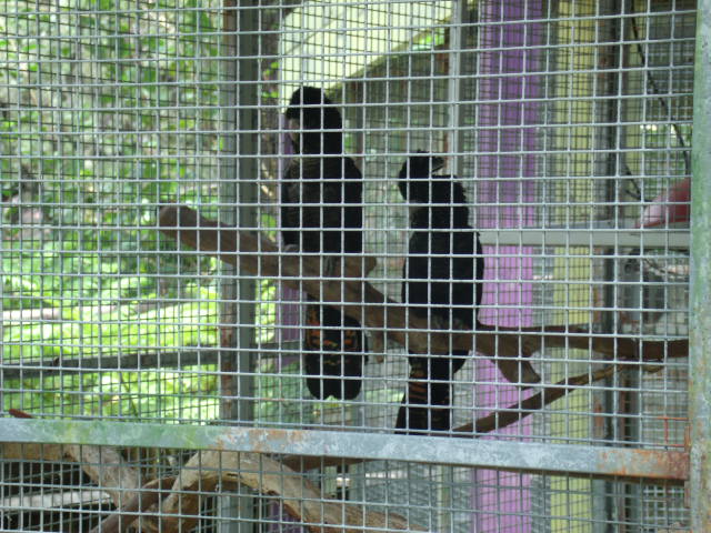 Red-Tailed Black Cockatoo