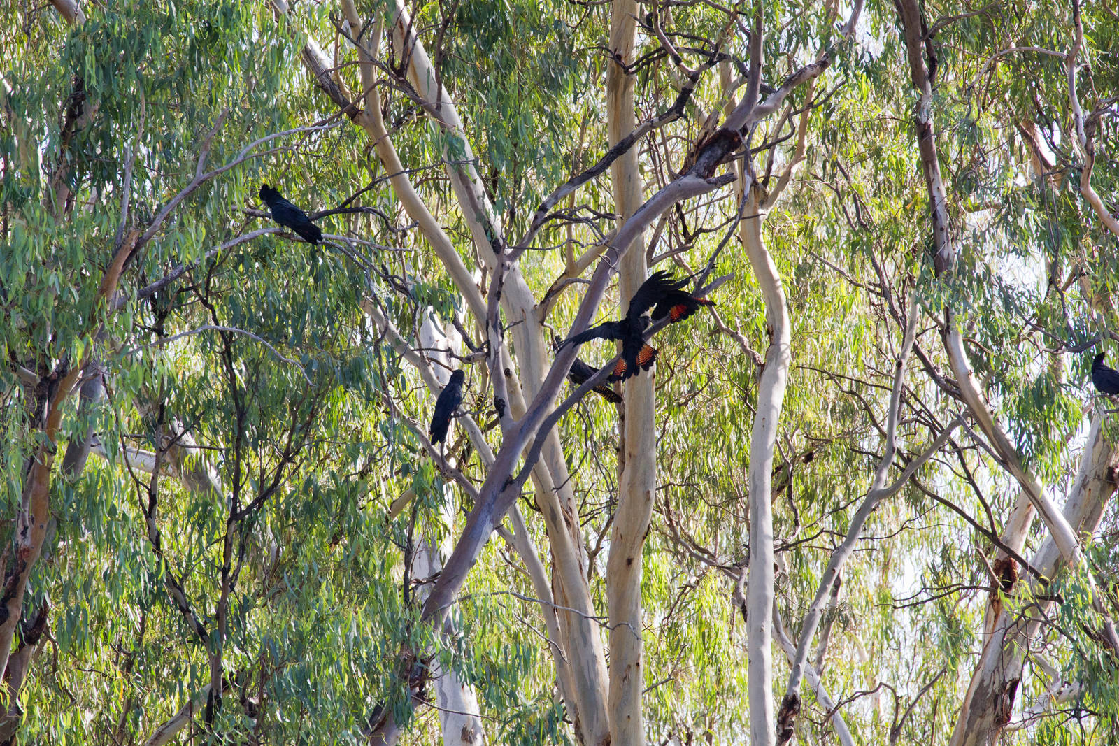 Red-tailed Black Cockatoo