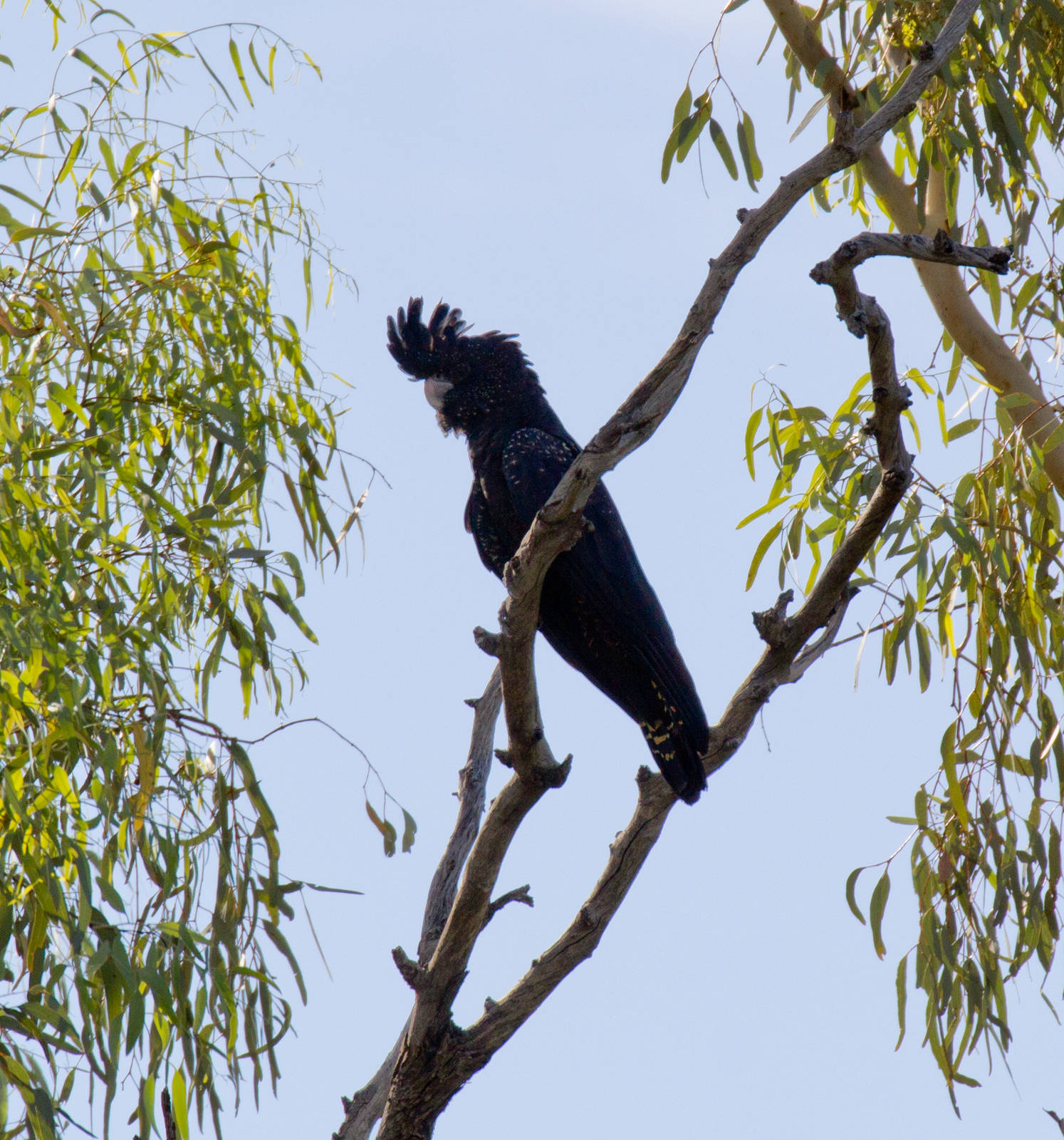 Red-tailed Black Cockatoo