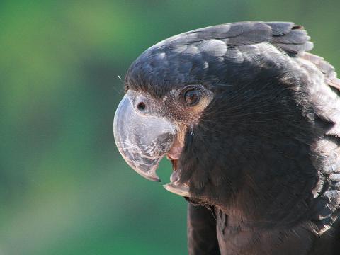 Red-tailed Black-cockatoo