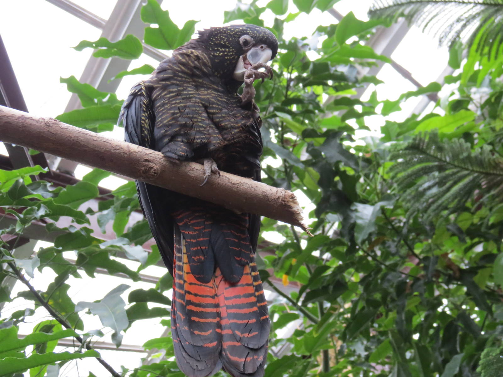 Red-tailed Black Cockatoo