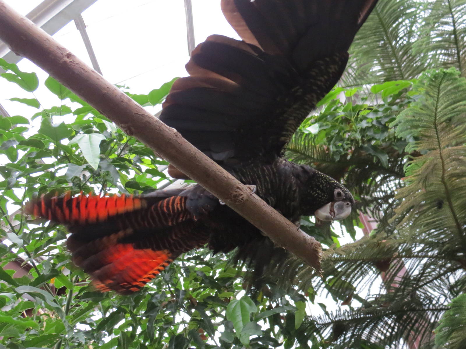 Red-tailed Black Cockatoo
