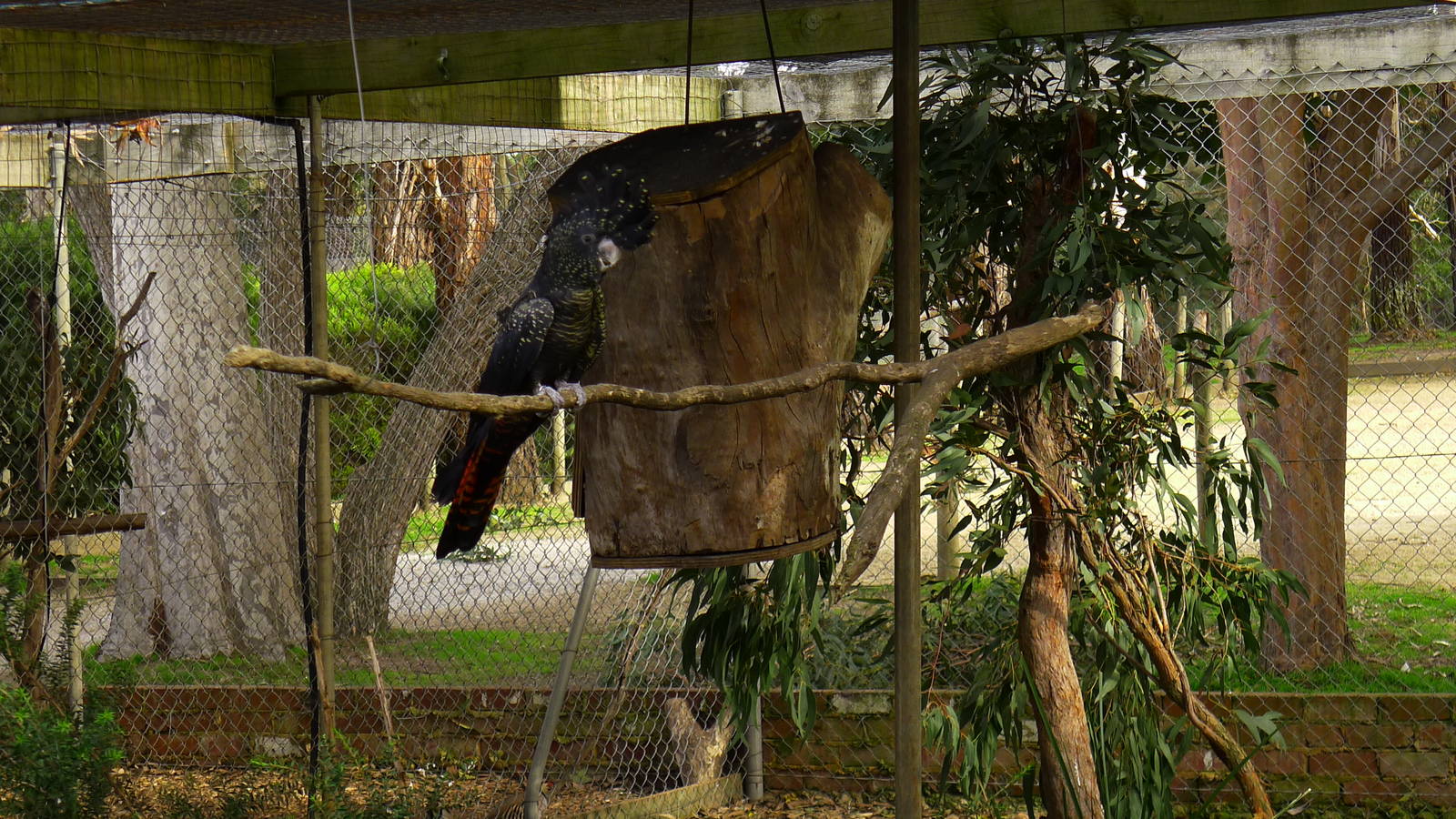 Red Tailed Black Cockatoo