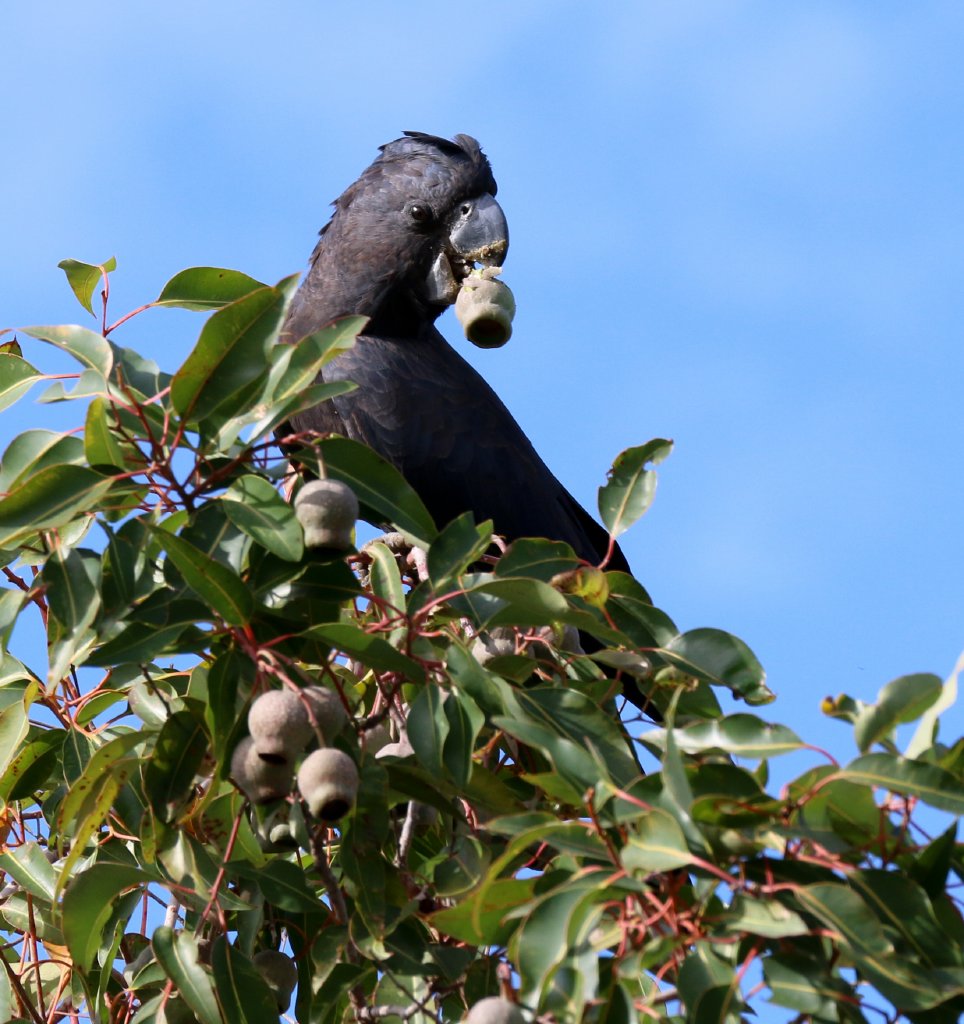 Red-tailed Black Cockatoo