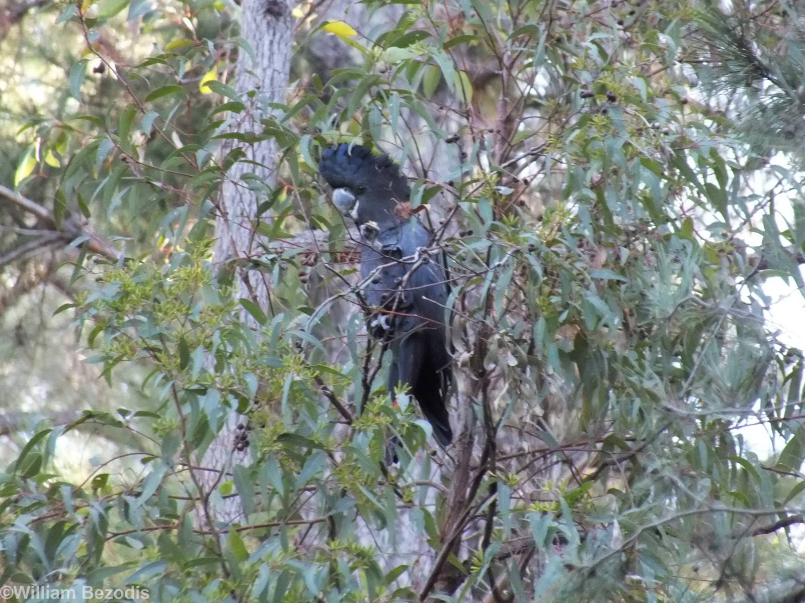 Red-tailed Black Cockatoo