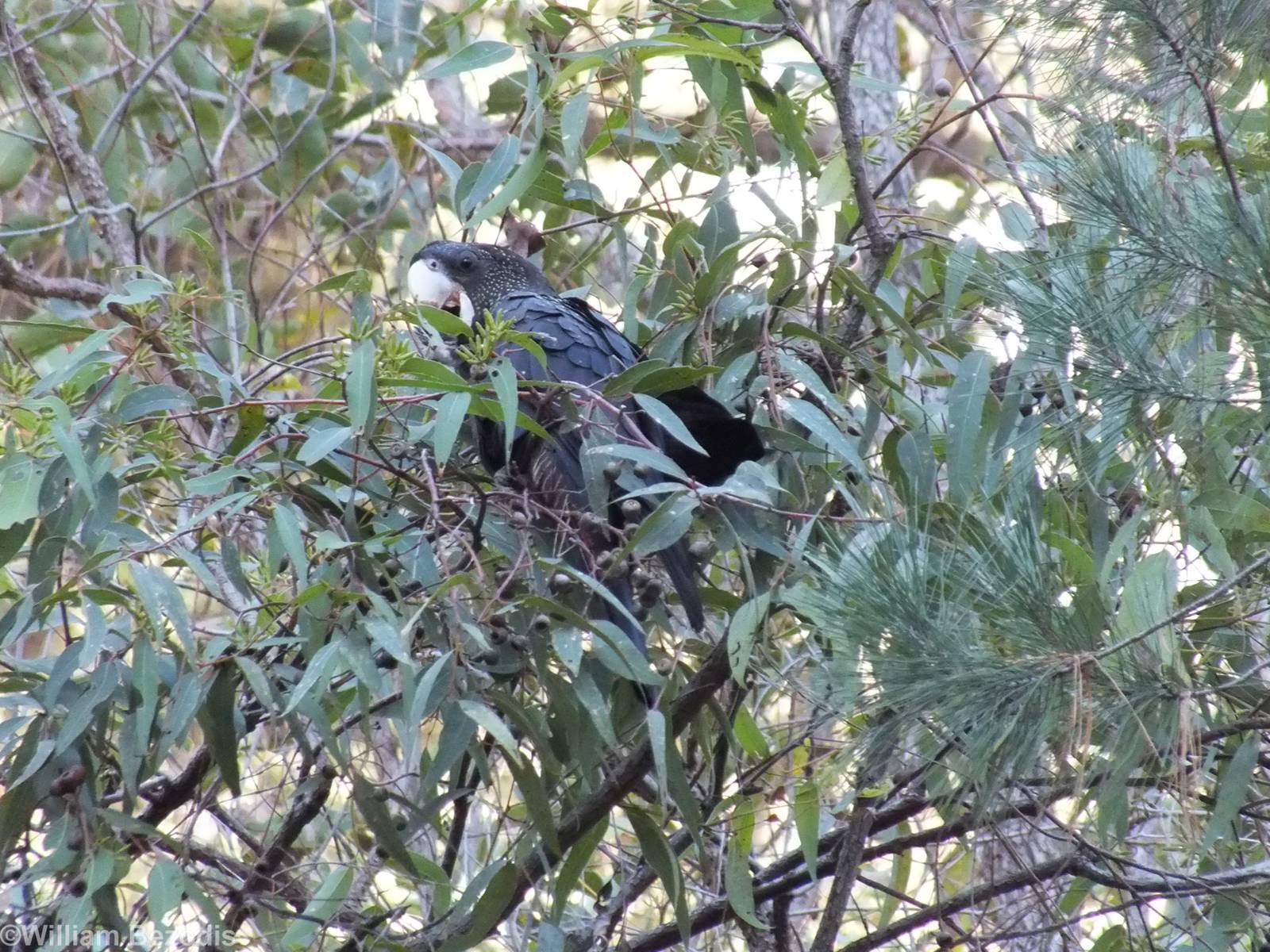 Red-tailed Black Cockatoo