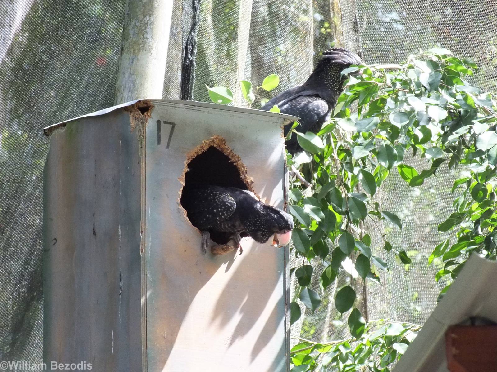 Red-tailed Black Cockatoo