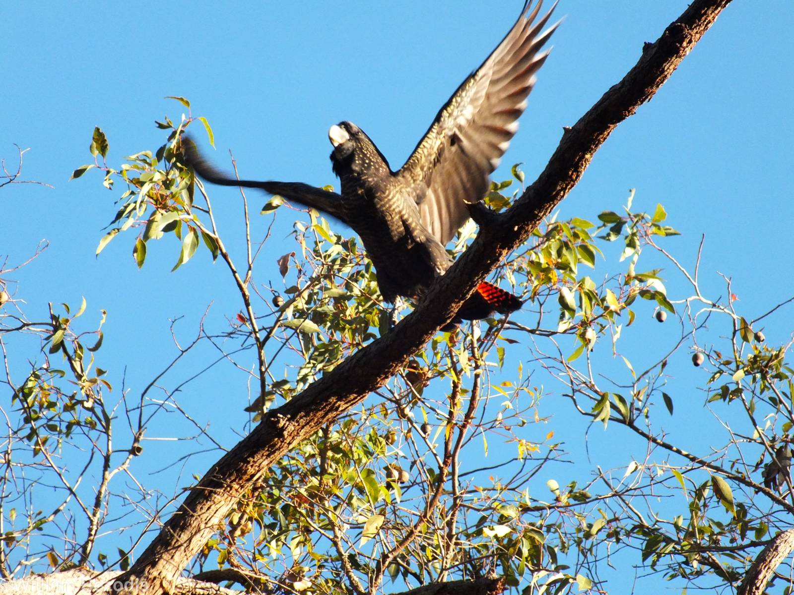 Red-tailed Black-cockatoo