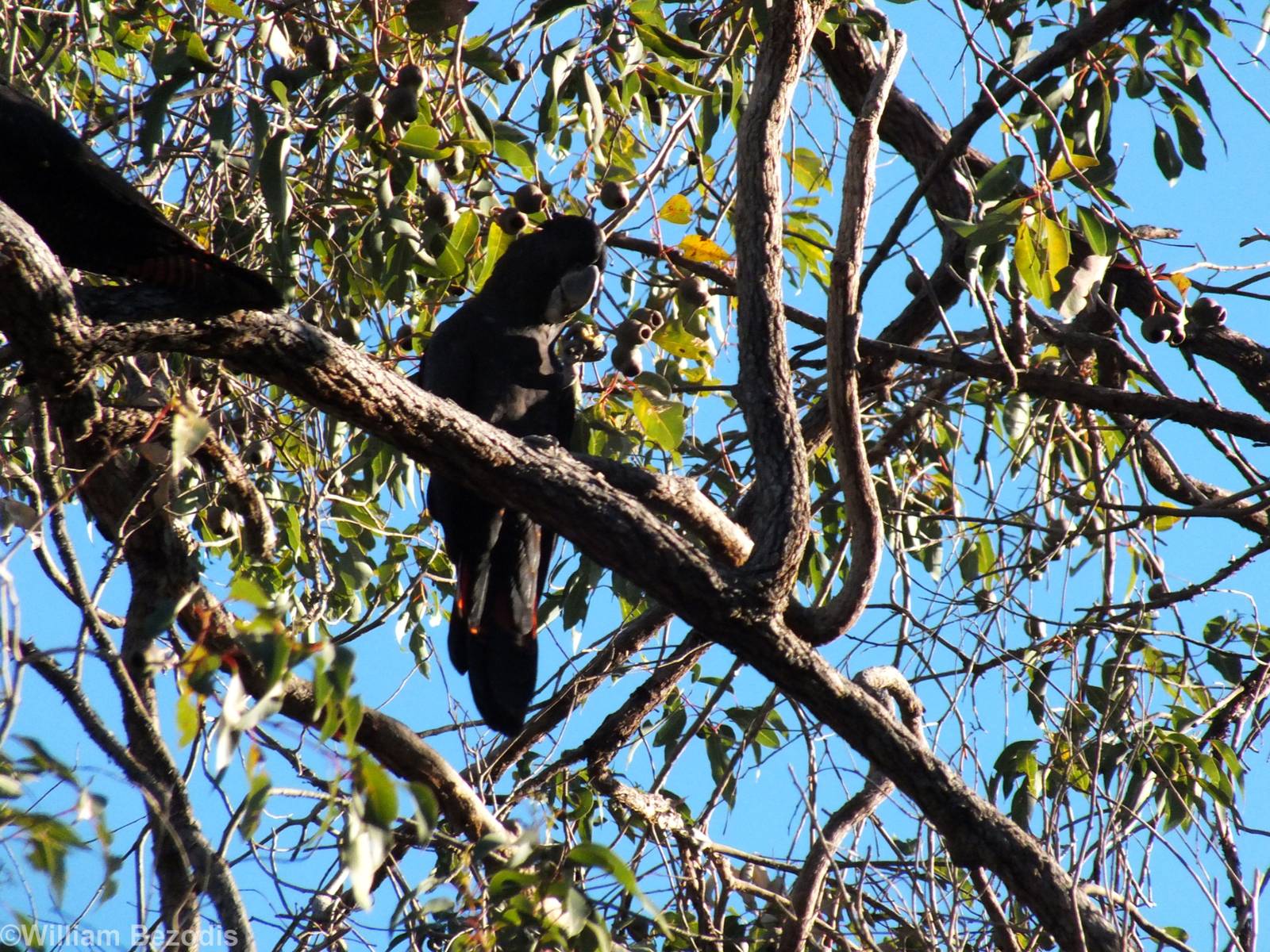 Red-tailed Black-cockatoo